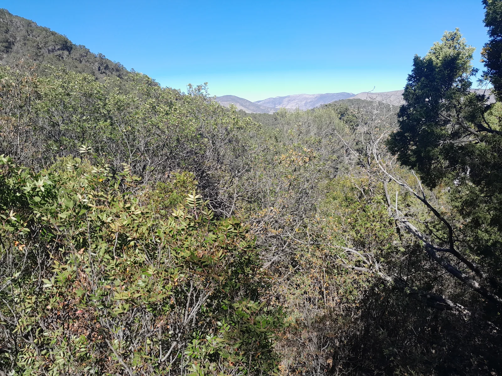 Vegetación y paisaje natural del lote